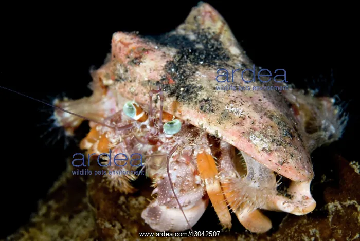 : Anemone Hermit Crab with anemones (Calliactis polypus) : Anemone Hermit Crab with anemones (Calliactis polypus)