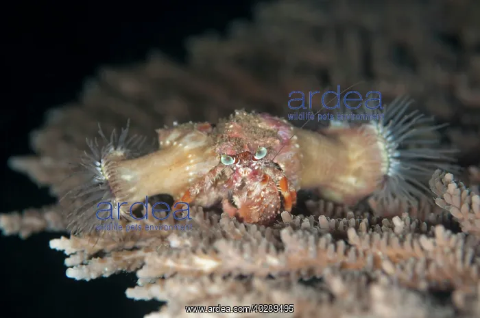 : Anemone Hermit Crab - carrying Anemones (Calliactis : Anemone Hermit Crab - carrying Anemones (Calliactis