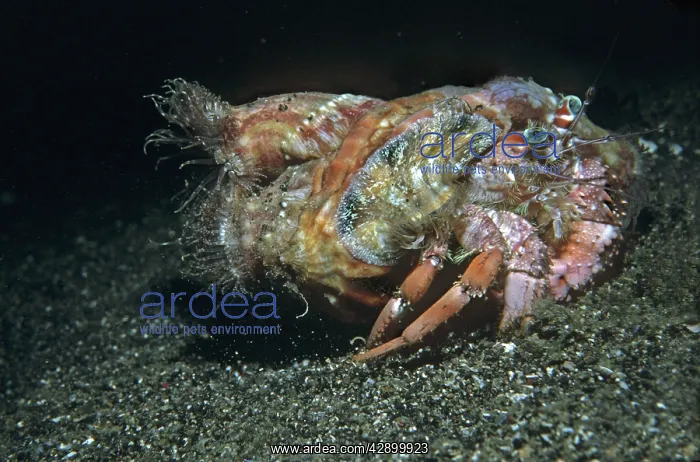: Anemone Hermit crab - lacking a hard shell of its : Anemone Hermit crab - lacking a hard shell of its