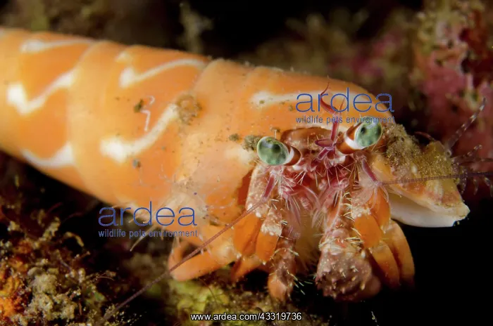 : Anemone Hermit Crab - in Orange Auger (Terebra dimidiata) : Anemone Hermit Crab - in Orange Auger (Terebra dimidiata)