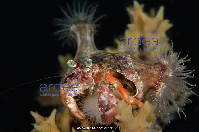 : Anemone Hermit Crab with Sea Anemones : Anemone Hermit Crab with Sea Anemones