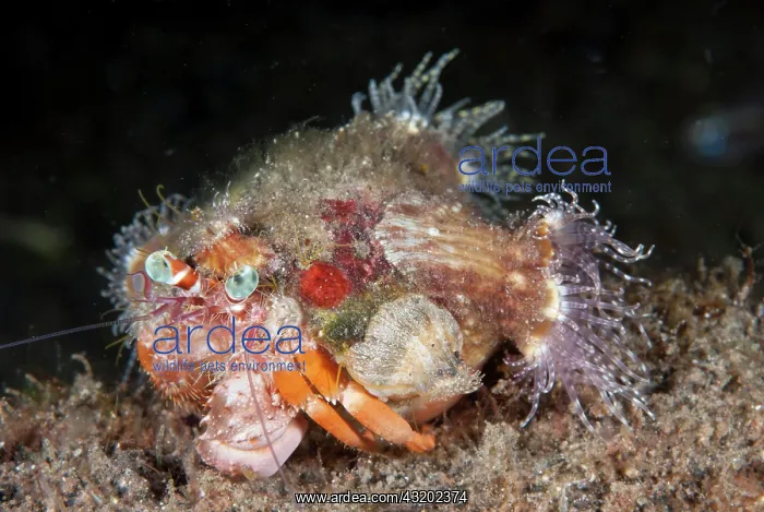 : Anemone Hermit Crab - in shell with Sea Anemones : Anemone Hermit Crab - in shell with Sea Anemones