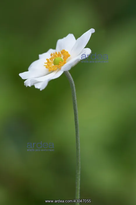 : Anemone, Japanese anemone : Anemone, Japanese anemone