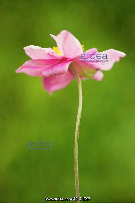 : Anemone, Japanese anemone, Anemone hupehensis var : Anemone, Japanese anemone, Anemone hupehensis var