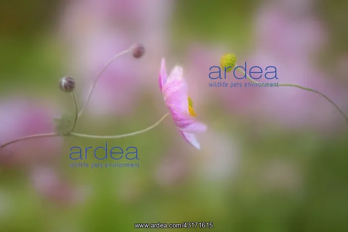 : Anemone, Japanese anemone, Anemone hupehensis var : Anemone, Japanese anemone, Anemone hupehensis var