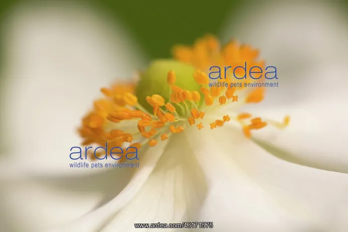 : Anemone, Japanese anemone, Anemone x hybrida Honorine : Anemone, Japanese anemone, Anemone x hybrida Honorine