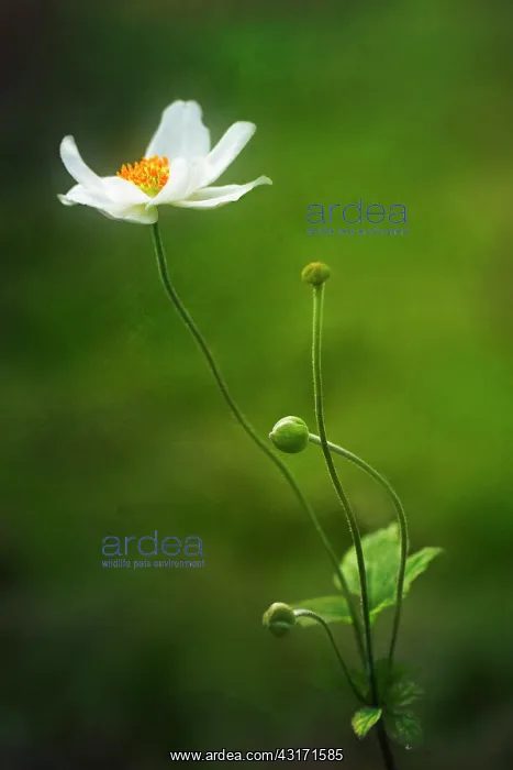 : Anemone, Japanese anemone, Anemone x hybrida Honorine : Anemone, Japanese anemone, Anemone x hybrida Honorine