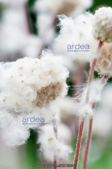 : Anemone multiifida, fluffy seedheads : Anemone multiifida, fluffy seedheads