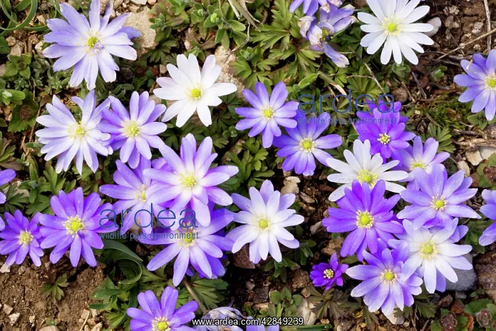 : An anemone - near the snow-line in the Taurus Mountains : An anemone - near the snow-line in the Taurus Mountains