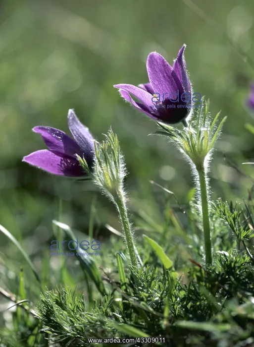 : ANEMONE - Pasque flower, rare wild plant, close-up : ANEMONE - Pasque flower, rare wild plant, close-up