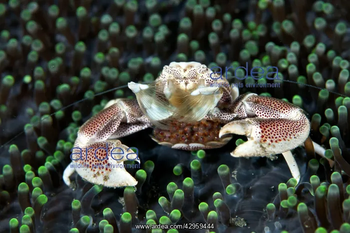 : Anemone Porcelain Crab - with eggs : Anemone Porcelain Crab - with eggs