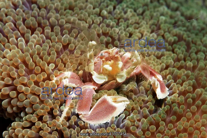 : Anemone porcelain crab, spotted porcelain crab (Neopetrolist : Anemone porcelain crab, spotted porcelain crab (Neopetrolist