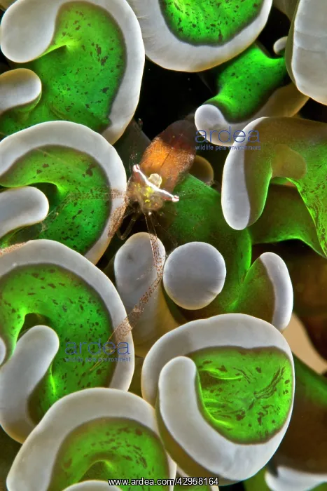 : Anemone Shrimp : Anemone Shrimp
