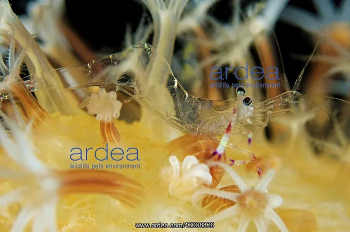 : Anemone Shrimp in coral TK1 dive site, Lembeh Straits : Anemone Shrimp in coral TK1 dive site, Lembeh Straits