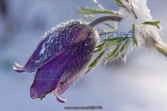 : Anemone spec. - Purple flower covered with snow : Anemone spec. - Purple flower covered with snow