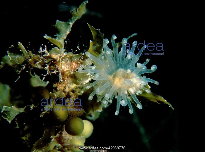 : An anemone a species usually found on seagrass beds : An anemone a species usually found on seagrass beds
