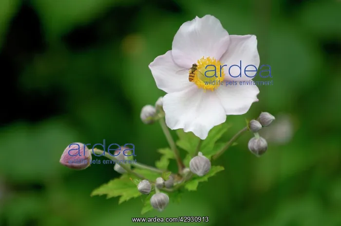 : Anemone tomentosa - hoverfly pollinating. This : Anemone tomentosa - hoverfly pollinating. This