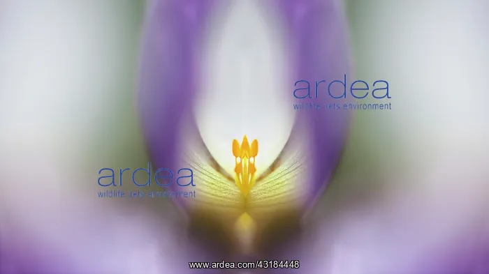  : Anemone Wild Swan, Very close abstract graphic