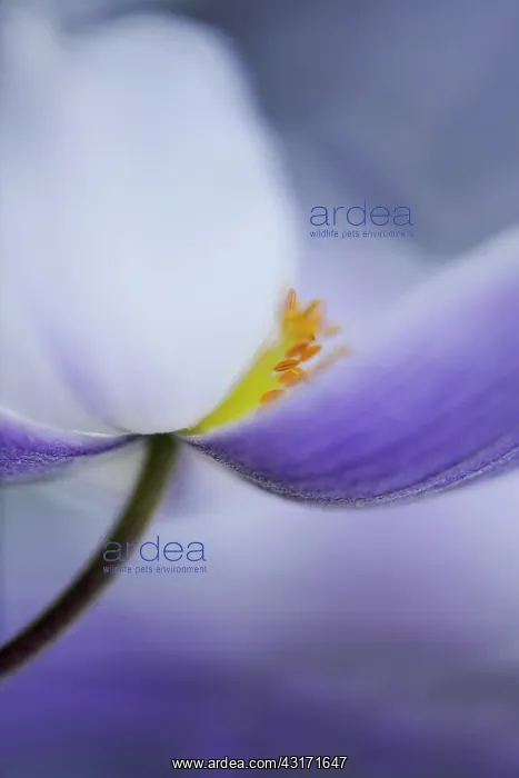 : Anemone Wild Swan close view from side showing stamen and : Anemone Wild Swan close view from side showing stamen and