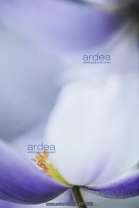 : Anemone Wild Swan close view from side showing stamen and : Anemone Wild Swan close view from side showing stamen and