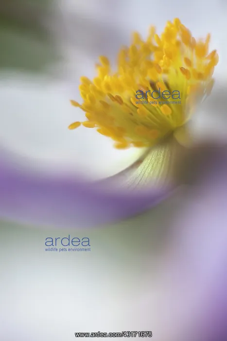  : Anemone Wild Swan close view from side showing stamen and