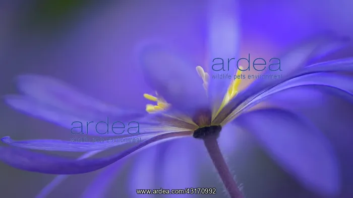 : Anemone, Winter windflower, Anemone, Anemone blanda : Anemone, Winter windflower, Anemone, Anemone blanda