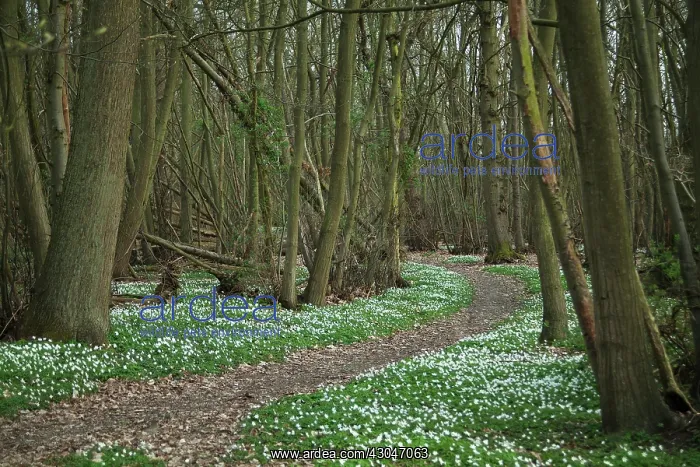 : Anemone, Wood anemone : Anemone, Wood anemone