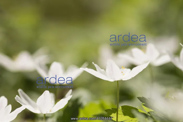 : Anemone, Wood anemone, Anemone nemorosa, White subject : Anemone, Wood anemone, Anemone nemorosa, White subject
