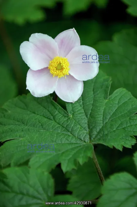 : Anemone x hybrida Alba Dura - Shallow cup-shaped : Anemone x hybrida Alba Dura - Shallow cup-shaped