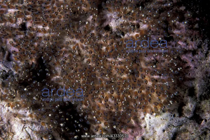 : Anemonefish eggs, Walindi, West New Britain, Papua New Guine : Anemonefish eggs, Walindi, West New Britain, Papua New Guine