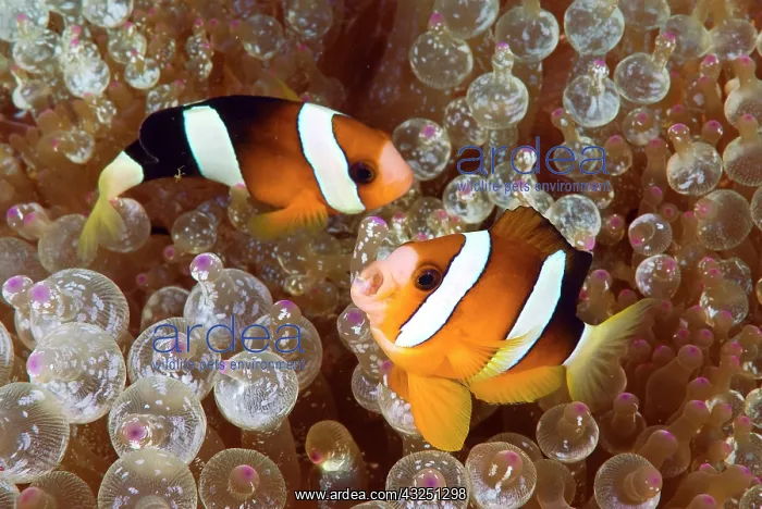 : Two anemonefish swim among poisonous anemone : Two anemonefish swim among poisonous anemone