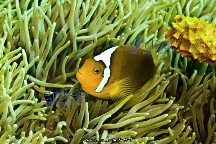 : Anemonefish - Unusual hybrid only seen in the PNG : Anemonefish - Unusual hybrid only seen in the PNG