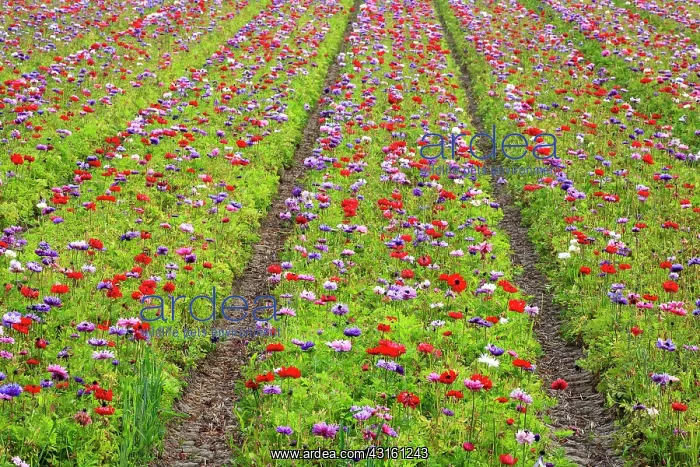 : Anemones. Bulb field with Unidentified Anemones (Anemone sp) : Anemones. Bulb field with Unidentified Anemones (Anemone sp)