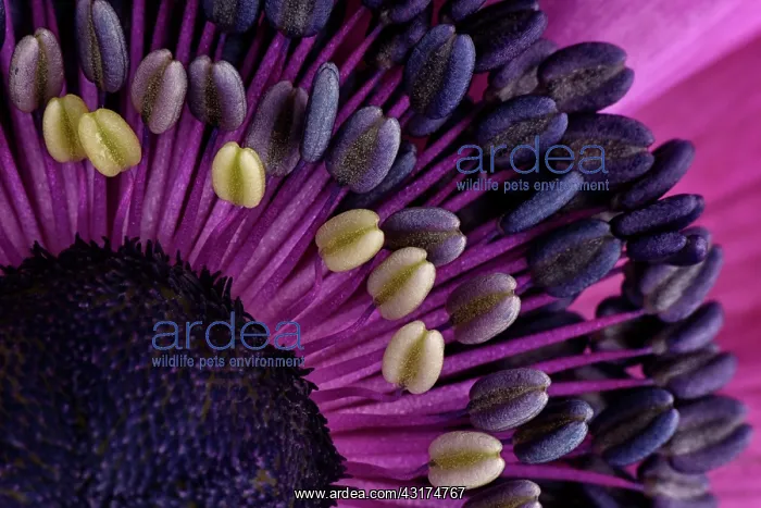 : Anemones. Macro image of an Anemone (Anemone sp) in full bloom, England, Lincolnshire : Anemones. Macro image of an Anemone (Anemone sp) in full bloom, England, Lincolnshire