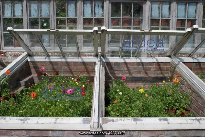  : Anemones in garden cold frame