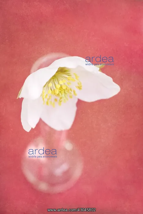 : Anenome Flower - Textured Image : Anenome Flower - Textured Image