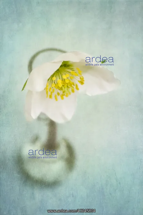 : Anenome Flower - Textured Image : Anenome Flower - Textured Image