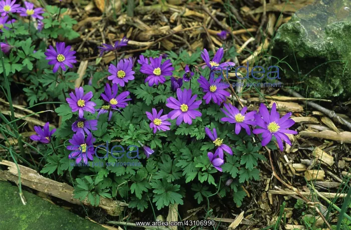 : Anenome flowers : Anenome flowers