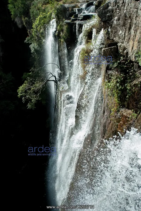 : Angel Falls - near Mbotyi, Pondoland, Eastern Cape : Angel Falls - near Mbotyi, Pondoland, Eastern Cape