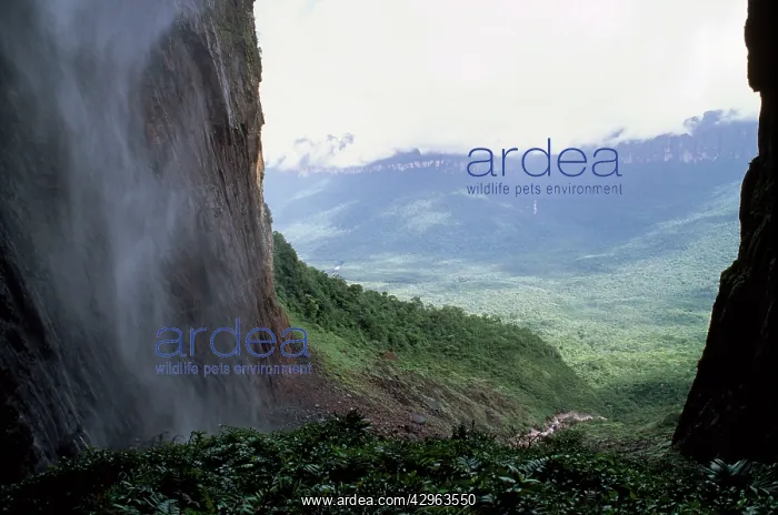: Angel Falls (view from base of), Churun Gorge : Angel Falls (view from base of), Churun Gorge