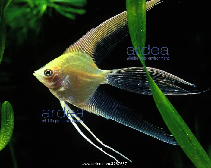 : Angel Fish : Angel Fish