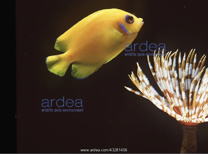  : ANGEL FISH