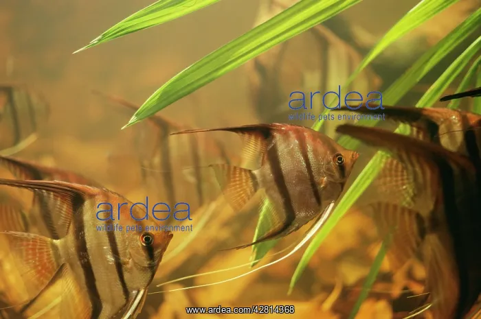 : ANGEL FISH / Angel Cichlid : ANGEL FISH / Angel Cichlid