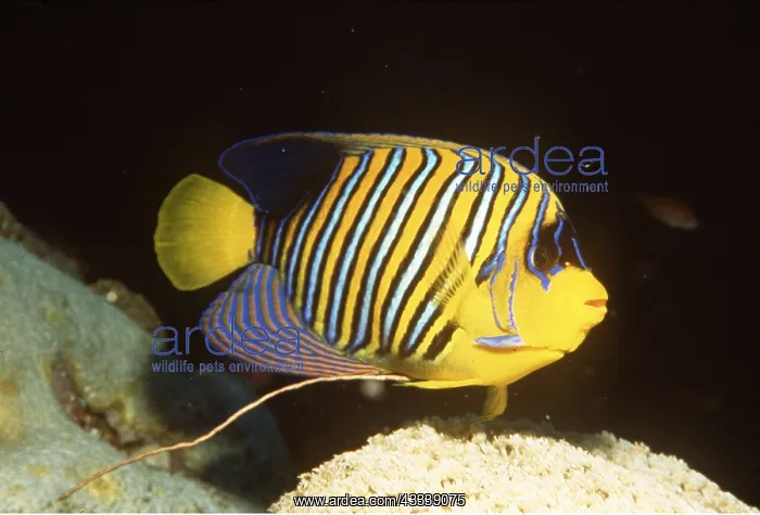 : ANGEL FISH - FULL BODY : ANGEL FISH - FULL BODY