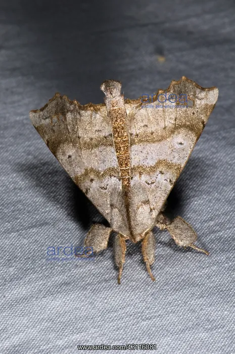 : Angel Moth : Angel Moth
