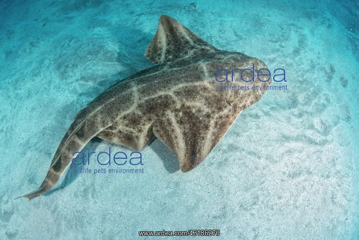 : Angel shark (Squatina squatina) above the bottom : Angel shark (Squatina squatina) above the bottom