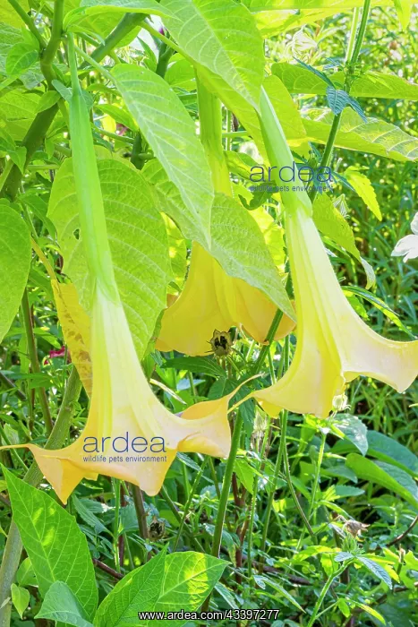 : Angel Trumpet, Brugmansia aurea Yellow Gold, flowers : Angel Trumpet, Brugmansia aurea Yellow Gold, flowers