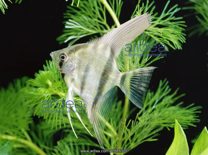 : ANGELFISH / Angel Cichlid : ANGELFISH / Angel Cichlid