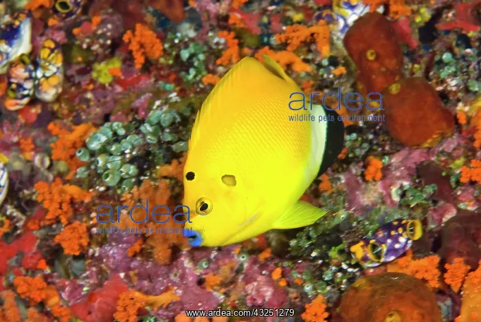 : Angelfish, Raja Ampat Islands, Irian Jaya : Angelfish, Raja Ampat Islands, Irian Jaya