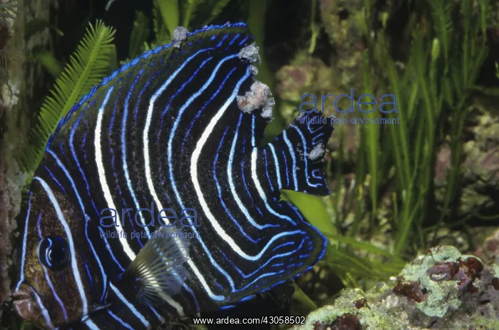 : Angelfish suffering from Lymphocystis : Angelfish suffering from Lymphocystis